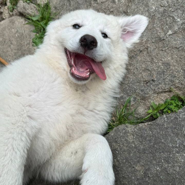 cute silly fluffy dog