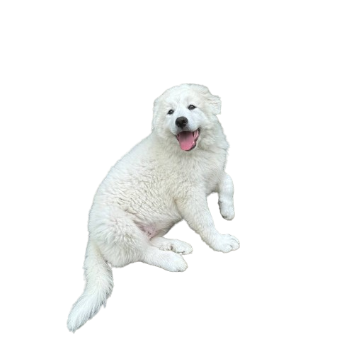 cute white dog